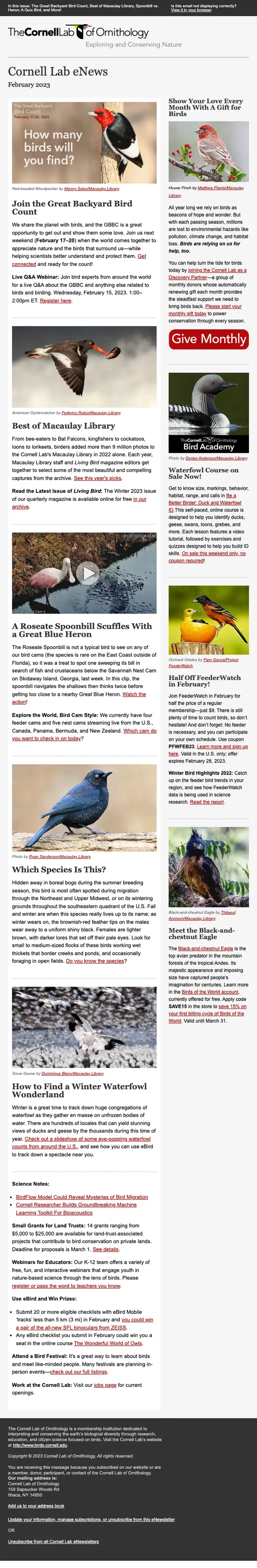 Cornell Lab of Ornithology newsletter email, full length